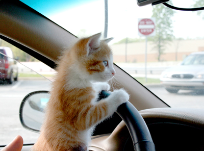 cat-driving-car.jpg