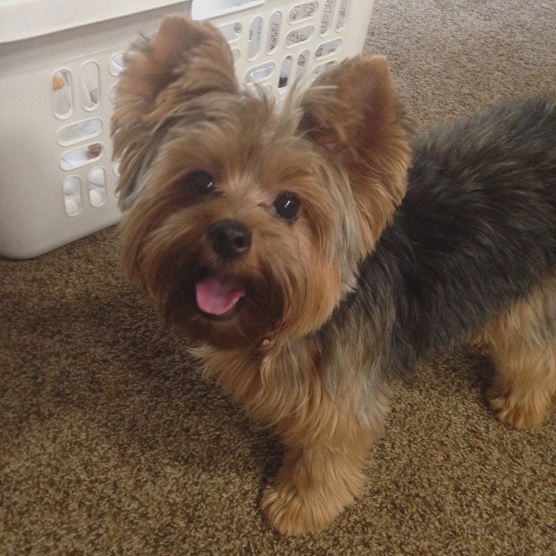 80 Adorable Yorkie Haircuts For Your Puppy