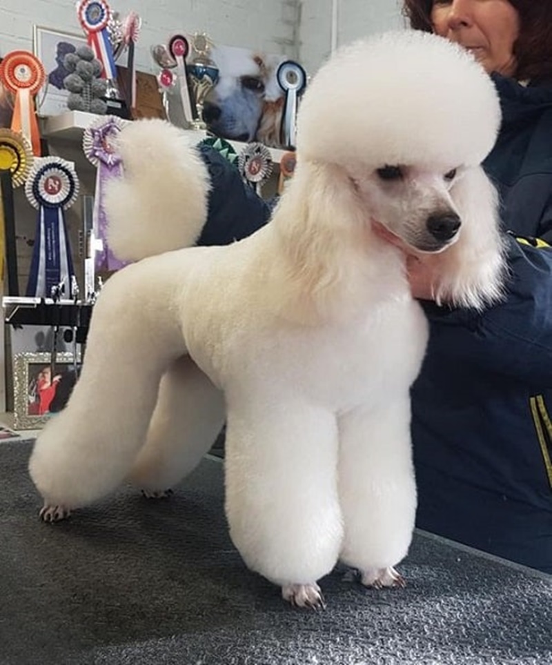 140 Poodle Haircuts Your Pet Will 