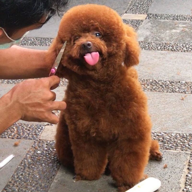toy poodle grooming